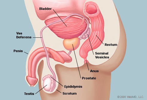 Facts About the Prostate